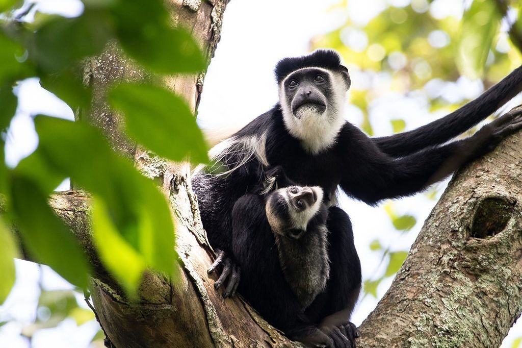 Colobus monkeys