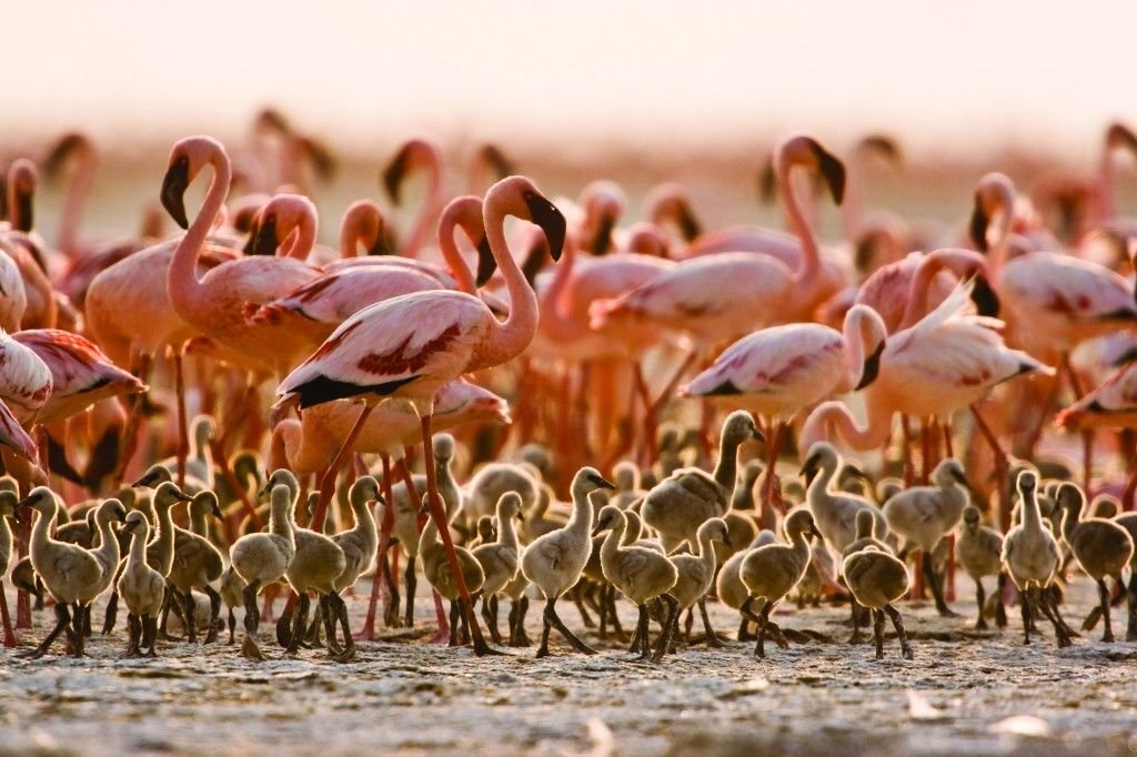 Flamingo baby Lake Natron