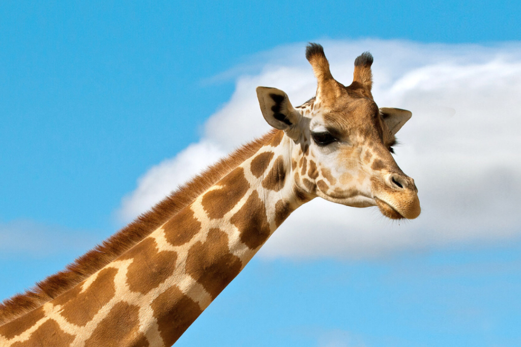 Girrafe Safari Peak