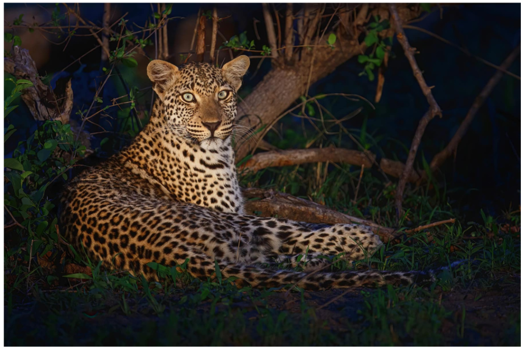 Night game drive