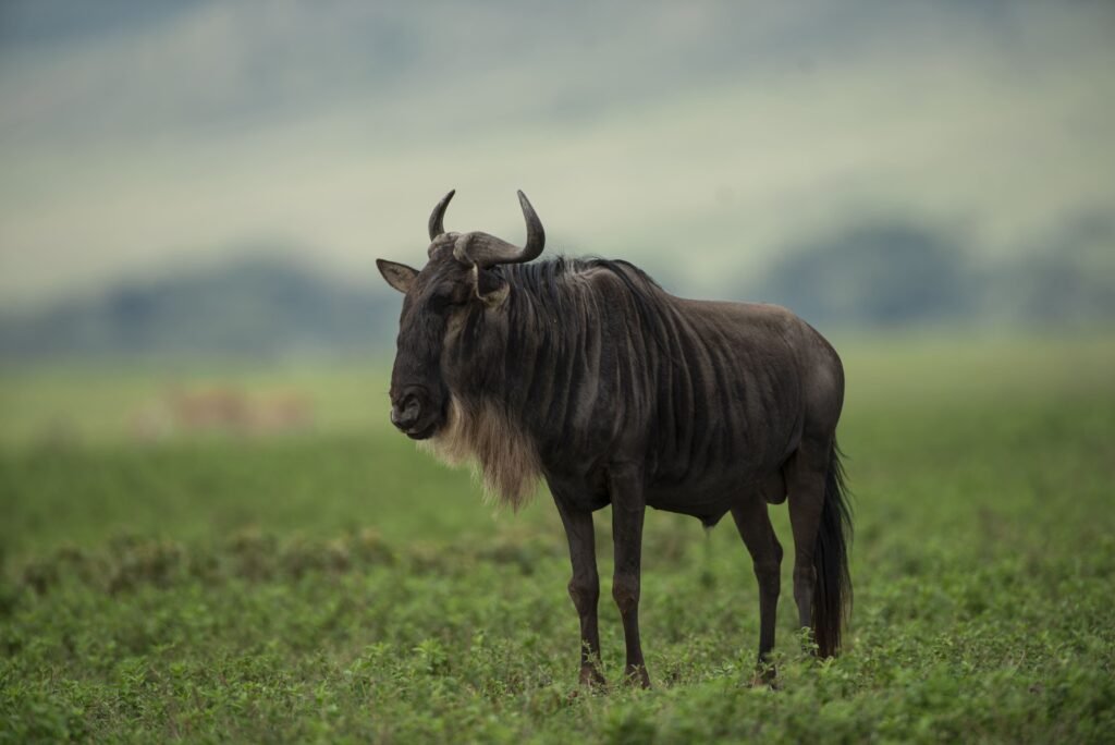 Wildebest Safari Peak