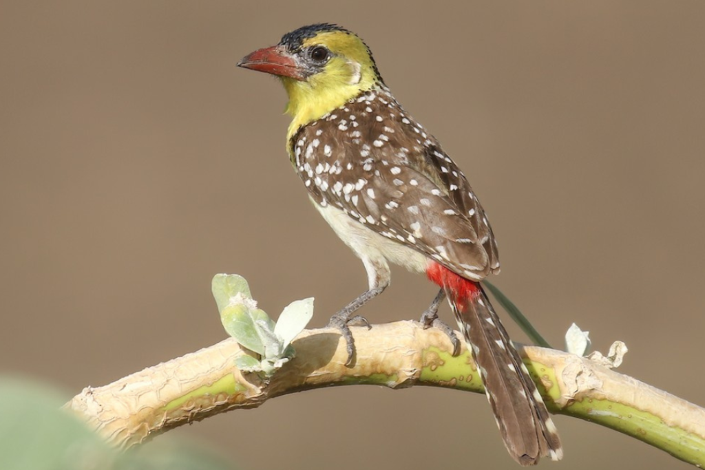 Yellow White bird