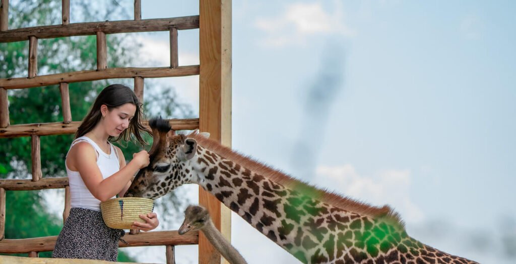 3 days Tarangire Ngorongoro Serval Wildlife safari