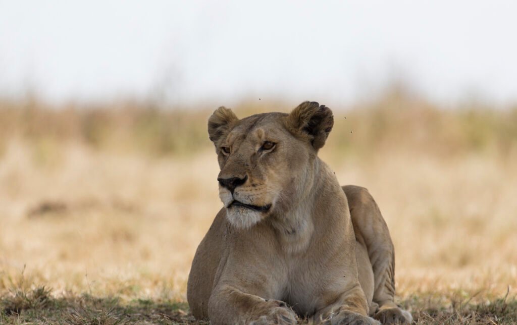 8 Day Tanzania Safari & Beach Holidays