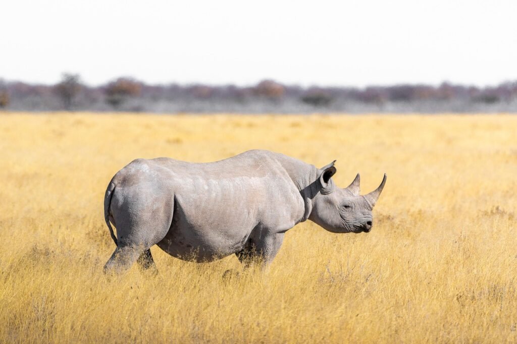 Rhino safari peaks