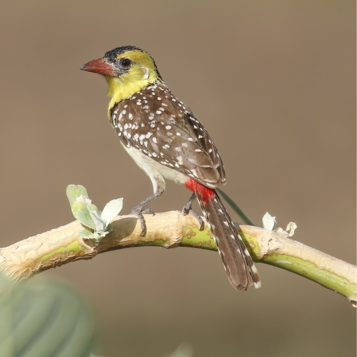 Tanzania bird life