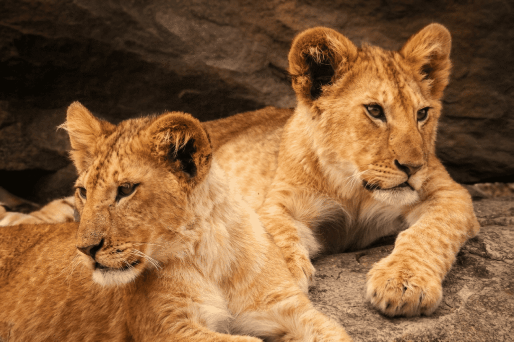 Lions safari peak