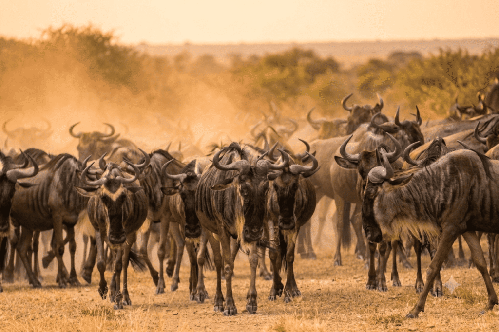 Wildebest migration