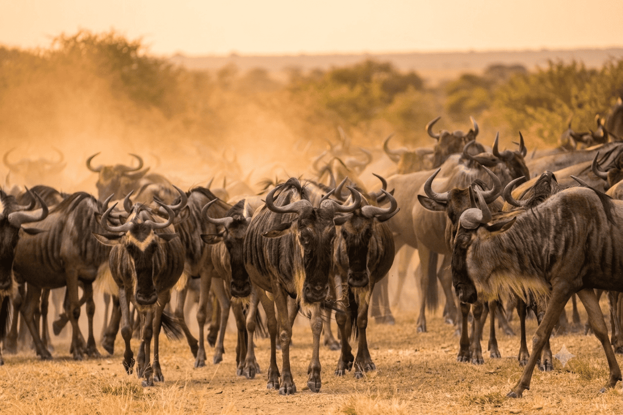 Great Migration Safari