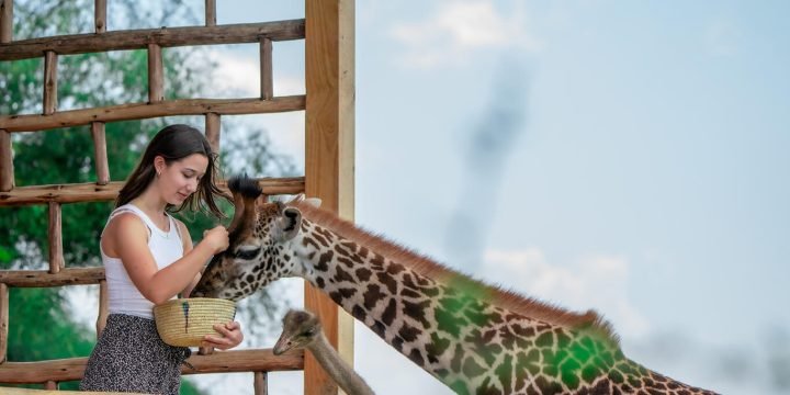 3 days Tarangire Ngorongoro Serval Wildlife safari