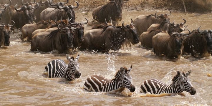 7-days Serengeti wildebeest migration safari