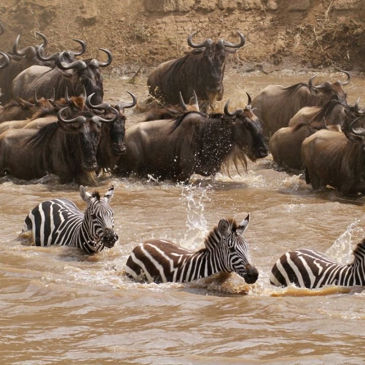 7-days Serengeti wildebeest migration safari