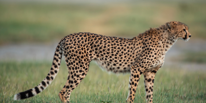 Cheetah Serengeti