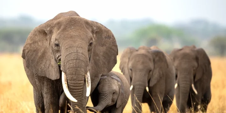 Elephants Tarangire