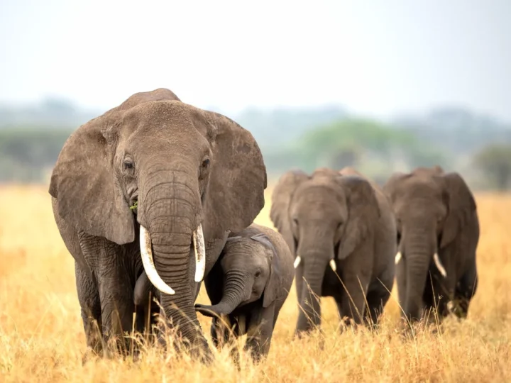 Elephants Tarangire