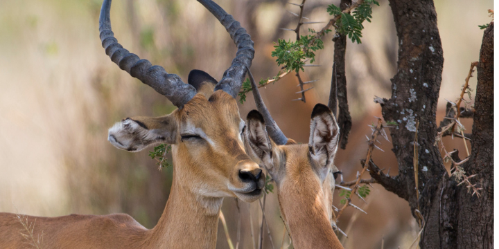 Impala Safari Peak