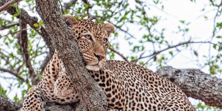 Leopard Safari Peak