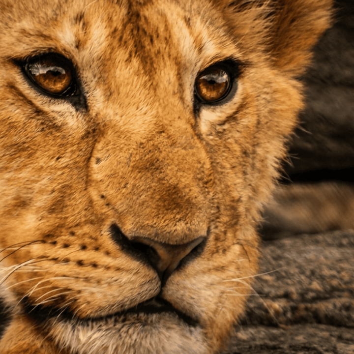 lion