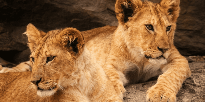 Lions safari peak