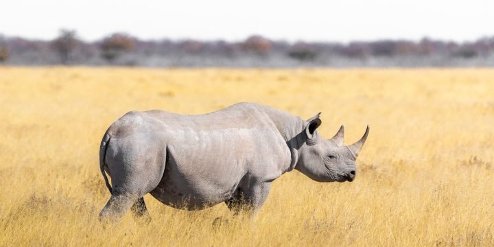 Rhino safari peaks