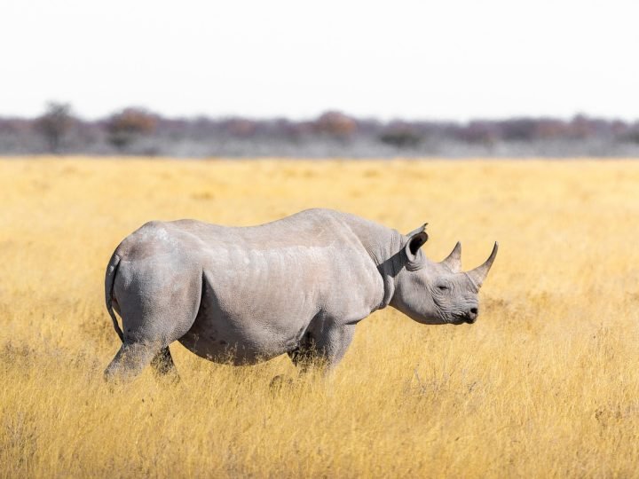 Rhino safari peaks