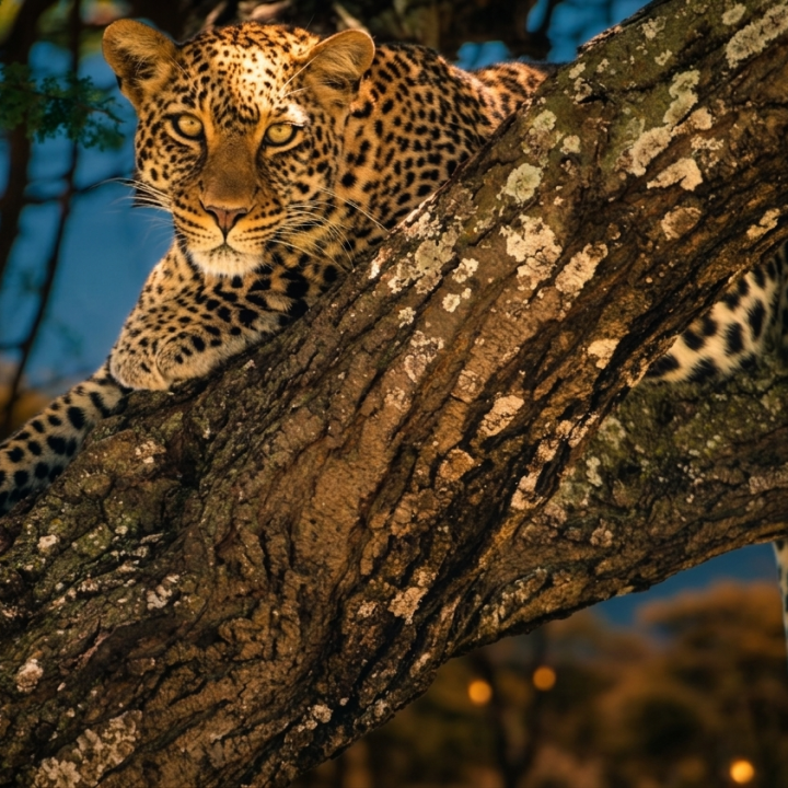 safari-peak-leopard