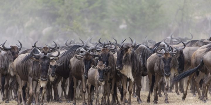 Serengeti National Park