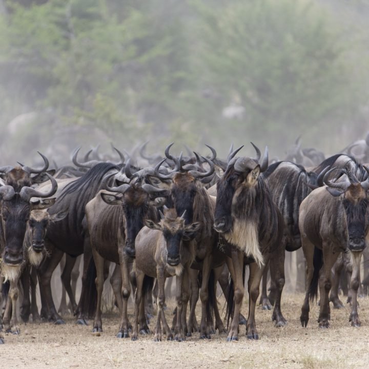 Serengeti National Park