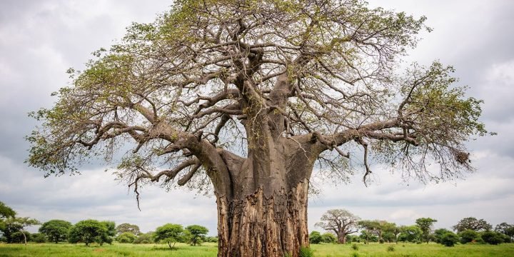 tarangire-baobab