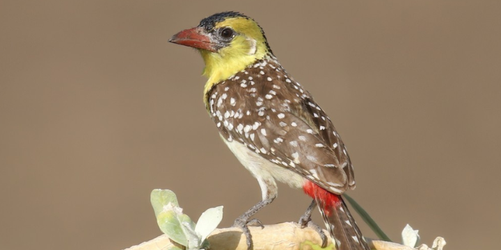 Tarangire bird