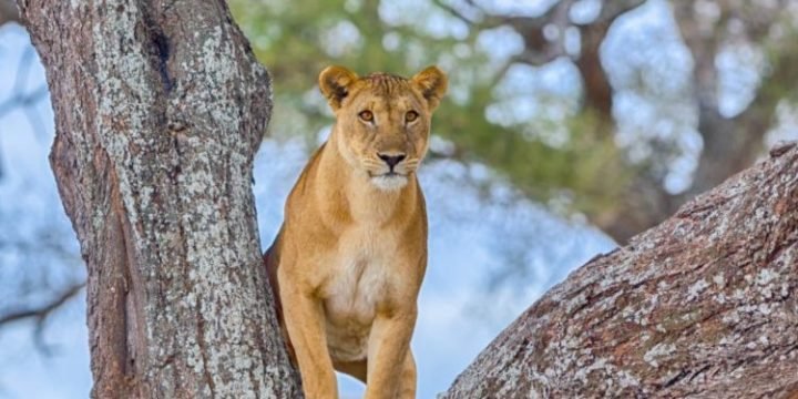 Tarangire Tanzania travel
