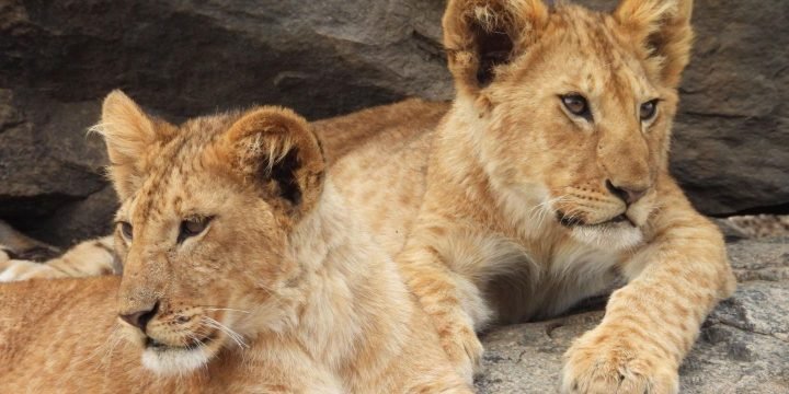 Twins Lion