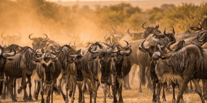 Wildebest migration