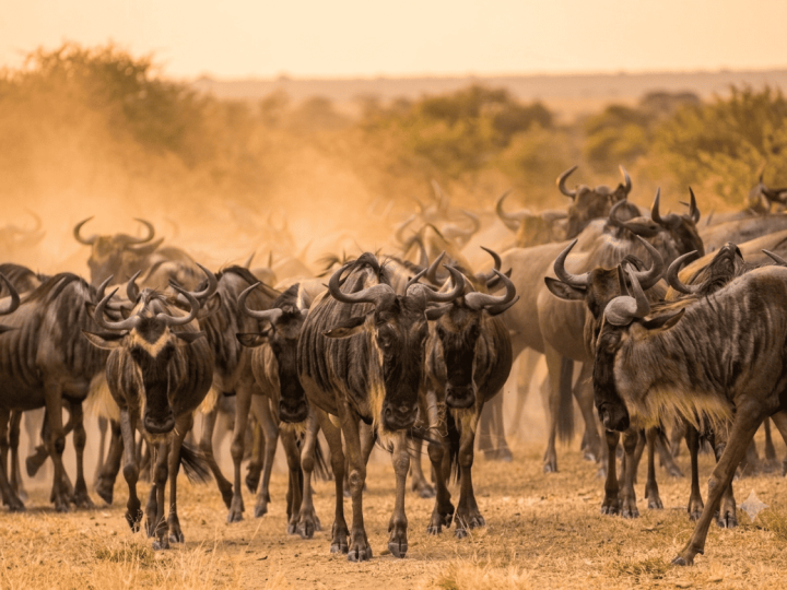 Wildebest migration