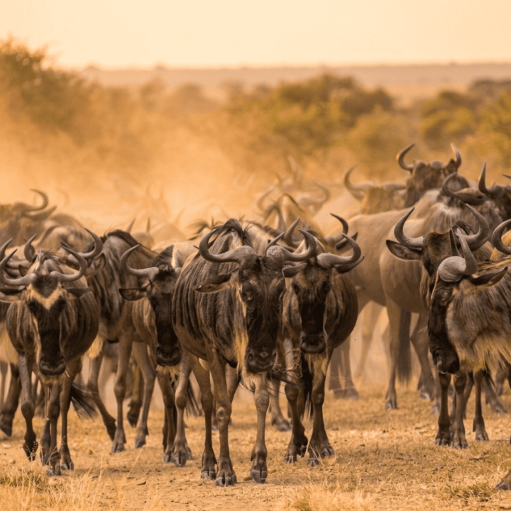 Wildebest migration